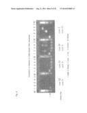 OLIGONUCLEOTIDE SEQUENCES THAT IDENTIFY SPECIES OF ANIMAL diagram and image