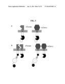 MODULAR EXTRACELLULAR SENSOR ARCHITECTURE FOR CELL-BASED BIOSENSORS diagram and image