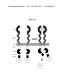 MODULAR EXTRACELLULAR SENSOR ARCHITECTURE FOR CELL-BASED BIOSENSORS diagram and image