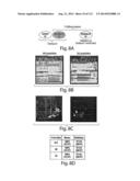 METHODS OF DETECTION OF CANCER USING PEPTIDE PROFILES diagram and image