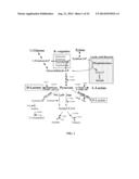 VARIANTS OF GLYCEROL DEHYDROGENASE HAVING D-LACTATE DEHYDROGENASE ACTIVITY     AND USES THEREOF diagram and image