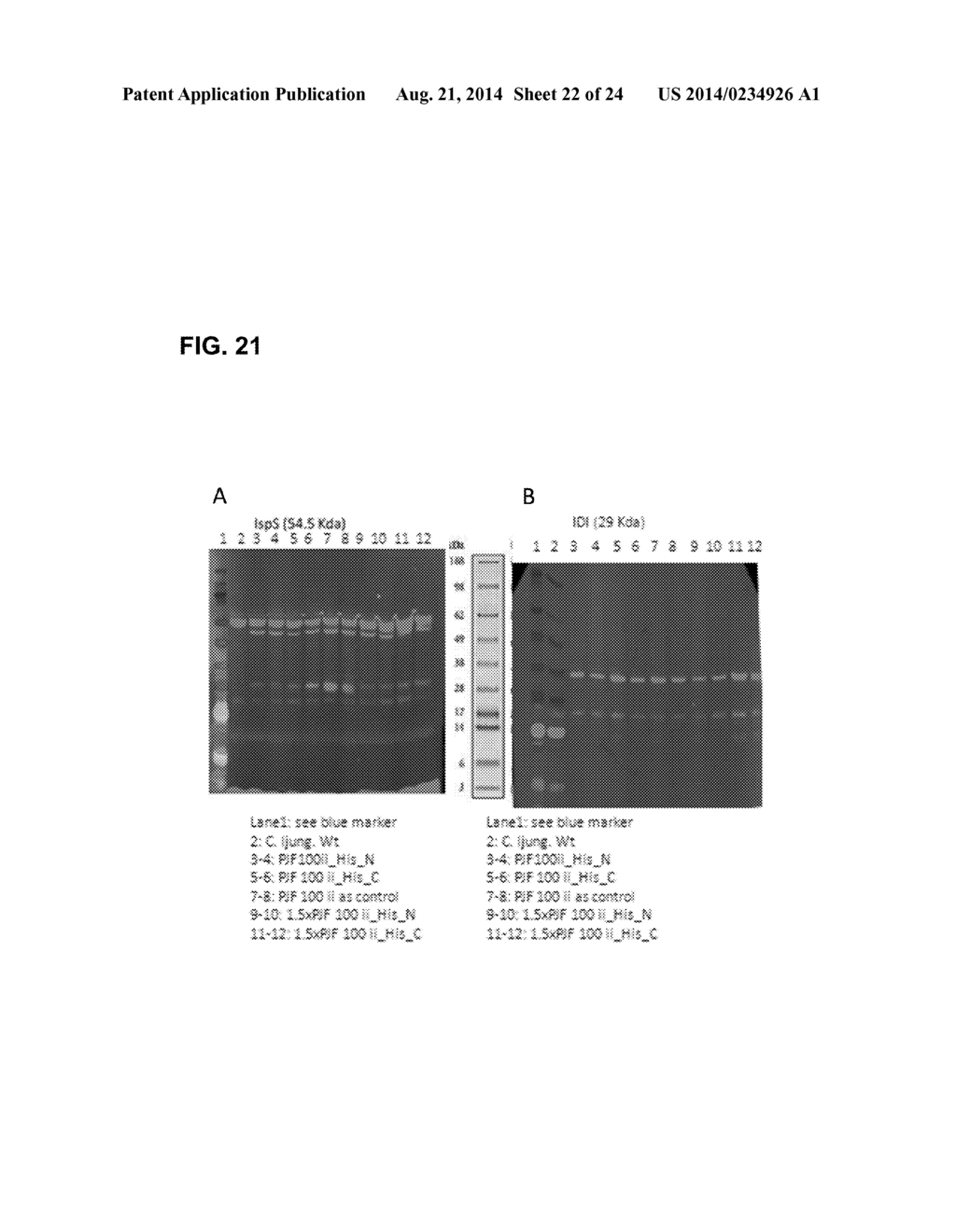 RECOMBINANT ANAEROBIC ACETOGENIC BACTERIA FOR PRODUCTION OF ISOPRENE     AND/OR INDUSTRIAL BIO-PRODUCTS USING SYNTHESIS GAS - diagram, schematic, and image 23