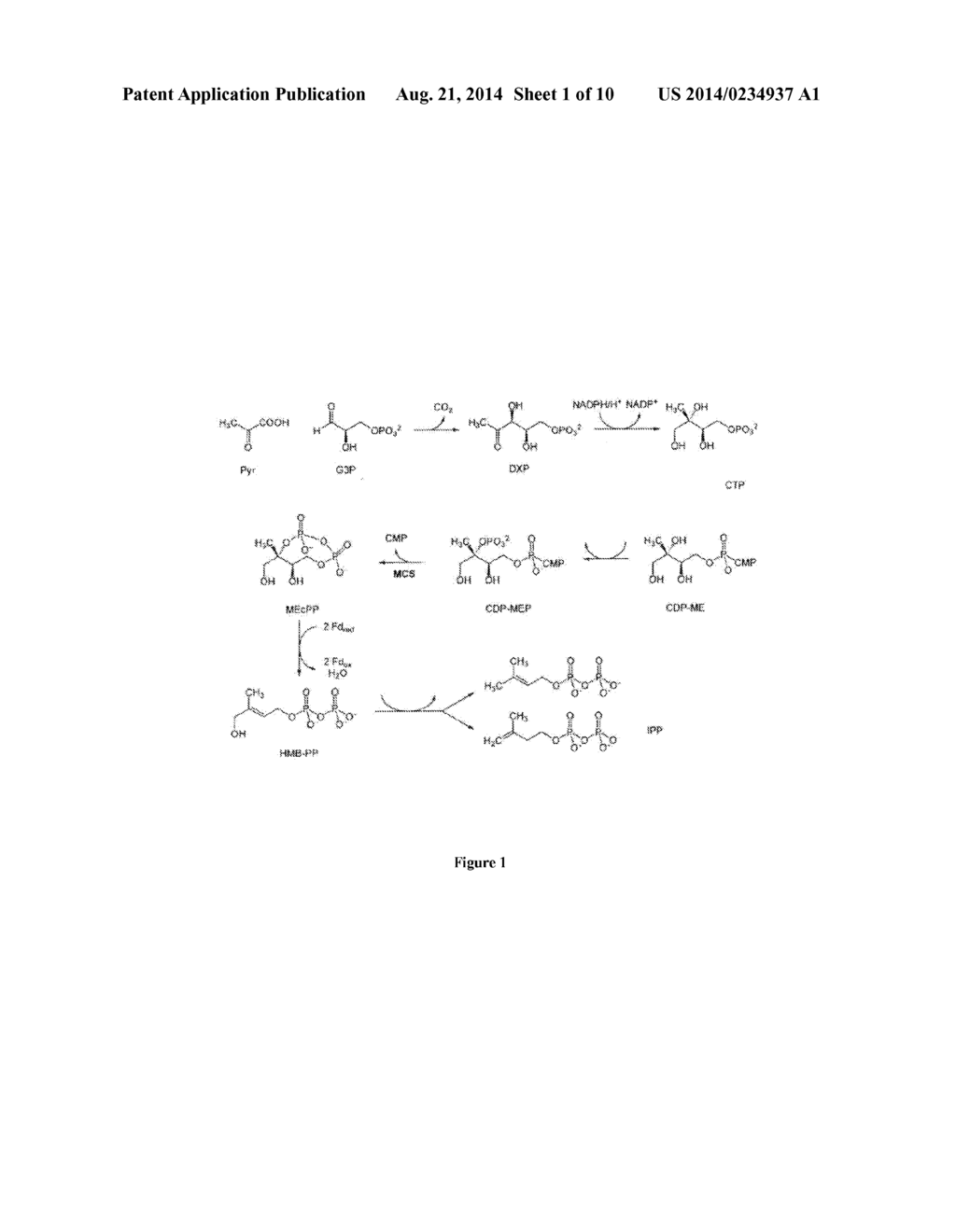 COMPOSITIONS AND METHODS FOR THE PRODUCTION OF ISOPRENE - diagram, schematic, and image 02