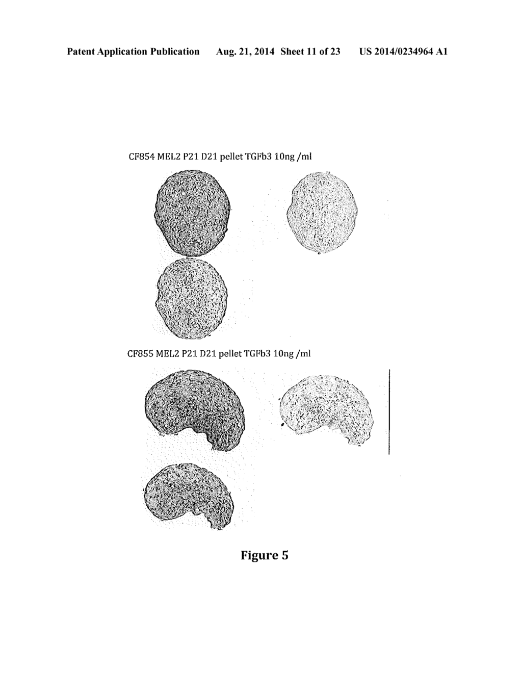 Novel Methods and Formulations for Orthopedic Cell Therapy - diagram, schematic, and image 12