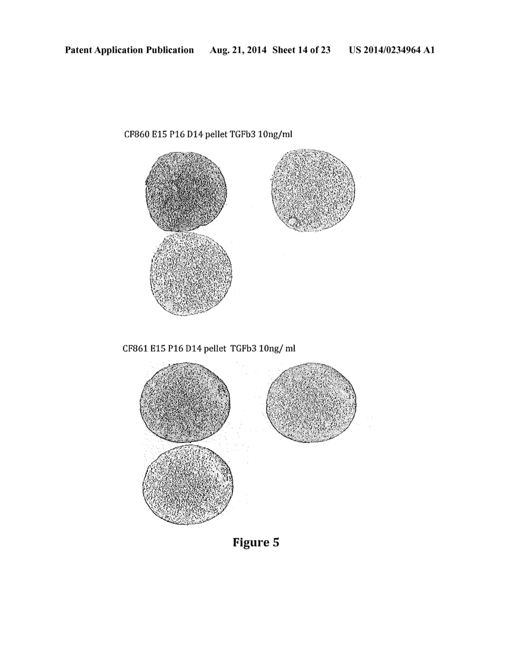 Novel Methods and Formulations for Orthopedic Cell Therapy - diagram, schematic, and image 15