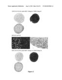 Novel Methods and Formulations for Orthopedic Cell Therapy diagram and image