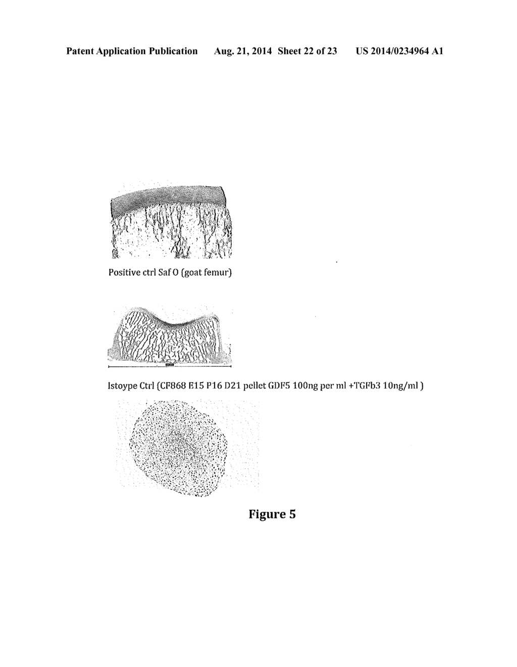 Novel Methods and Formulations for Orthopedic Cell Therapy - diagram, schematic, and image 23