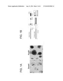 METHODS FOR ENHANCING GENOME STABILITY AND TELOMERE ELONGATION IN     EMBRYONIC STEM CELLS diagram and image