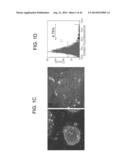 METHODS FOR ENHANCING GENOME STABILITY AND TELOMERE ELONGATION IN     EMBRYONIC STEM CELLS diagram and image