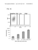 METHODS FOR ENHANCING GENOME STABILITY AND TELOMERE ELONGATION IN     EMBRYONIC STEM CELLS diagram and image