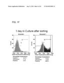 METHODS FOR ENHANCING GENOME STABILITY AND TELOMERE ELONGATION IN     EMBRYONIC STEM CELLS diagram and image