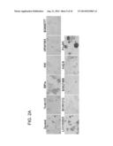 METHODS FOR ENHANCING GENOME STABILITY AND TELOMERE ELONGATION IN     EMBRYONIC STEM CELLS diagram and image