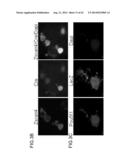 METHODS FOR ENHANCING GENOME STABILITY AND TELOMERE ELONGATION IN     EMBRYONIC STEM CELLS diagram and image