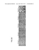 METHODS FOR ENHANCING GENOME STABILITY AND TELOMERE ELONGATION IN     EMBRYONIC STEM CELLS diagram and image