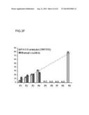 METHODS FOR ENHANCING GENOME STABILITY AND TELOMERE ELONGATION IN     EMBRYONIC STEM CELLS diagram and image