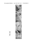 METHODS FOR ENHANCING GENOME STABILITY AND TELOMERE ELONGATION IN     EMBRYONIC STEM CELLS diagram and image