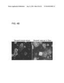 METHODS FOR ENHANCING GENOME STABILITY AND TELOMERE ELONGATION IN     EMBRYONIC STEM CELLS diagram and image