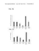 METHODS FOR ENHANCING GENOME STABILITY AND TELOMERE ELONGATION IN     EMBRYONIC STEM CELLS diagram and image