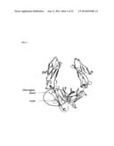 IMMUNOGLOBULIN FC POLYPEPTIDES diagram and image