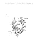 IMMUNOGLOBULIN FC POLYPEPTIDES diagram and image