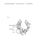 IMMUNOGLOBULIN FC POLYPEPTIDES diagram and image