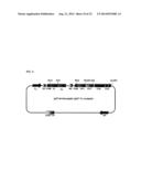 IMMUNOGLOBULIN FC POLYPEPTIDES diagram and image