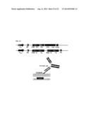 IMMUNOGLOBULIN FC POLYPEPTIDES diagram and image