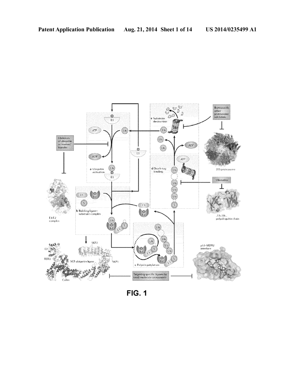 ASSAY FOR INHIBITORS OF CIP/KIP PROTEIN DEGRADATION - diagram, schematic, and image 02