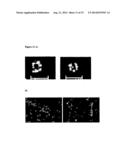 In Vivo Synthesis of Elastic Fiber diagram and image