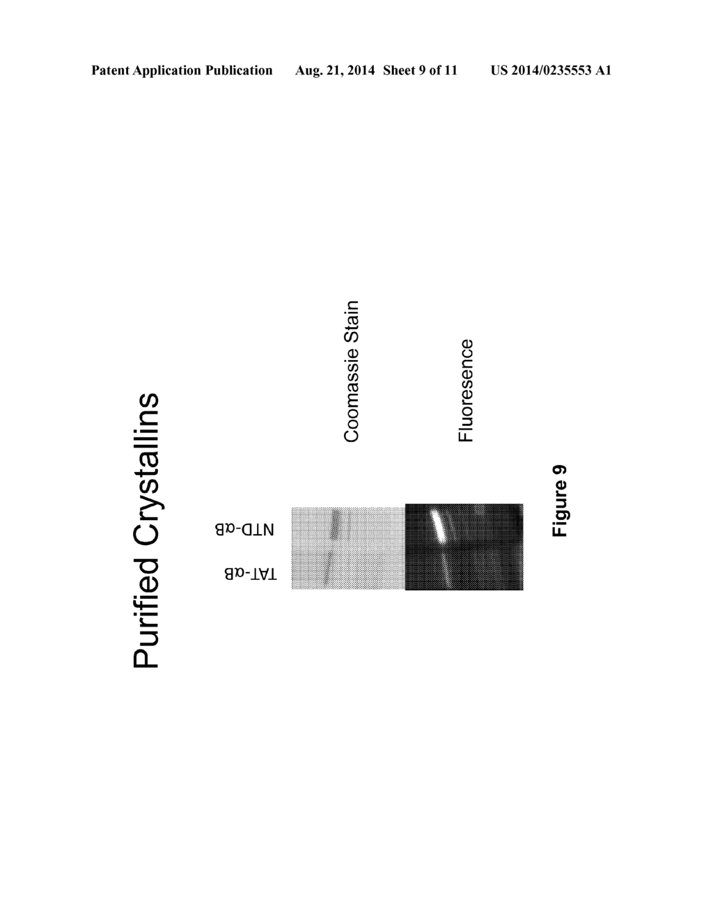 COMPOSITIONS AND METHODS FOR INTRODUCTION OF MACROMOLECULES INTO CELLS - diagram, schematic, and image 10