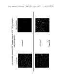 COMPOSITIONS AND METHODS FOR INTRODUCTION OF MACROMOLECULES INTO CELLS diagram and image