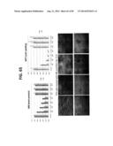 AGENTS AND METHODS FOR TREATING ISCHEMIC AND OTHER DISEASES diagram and image