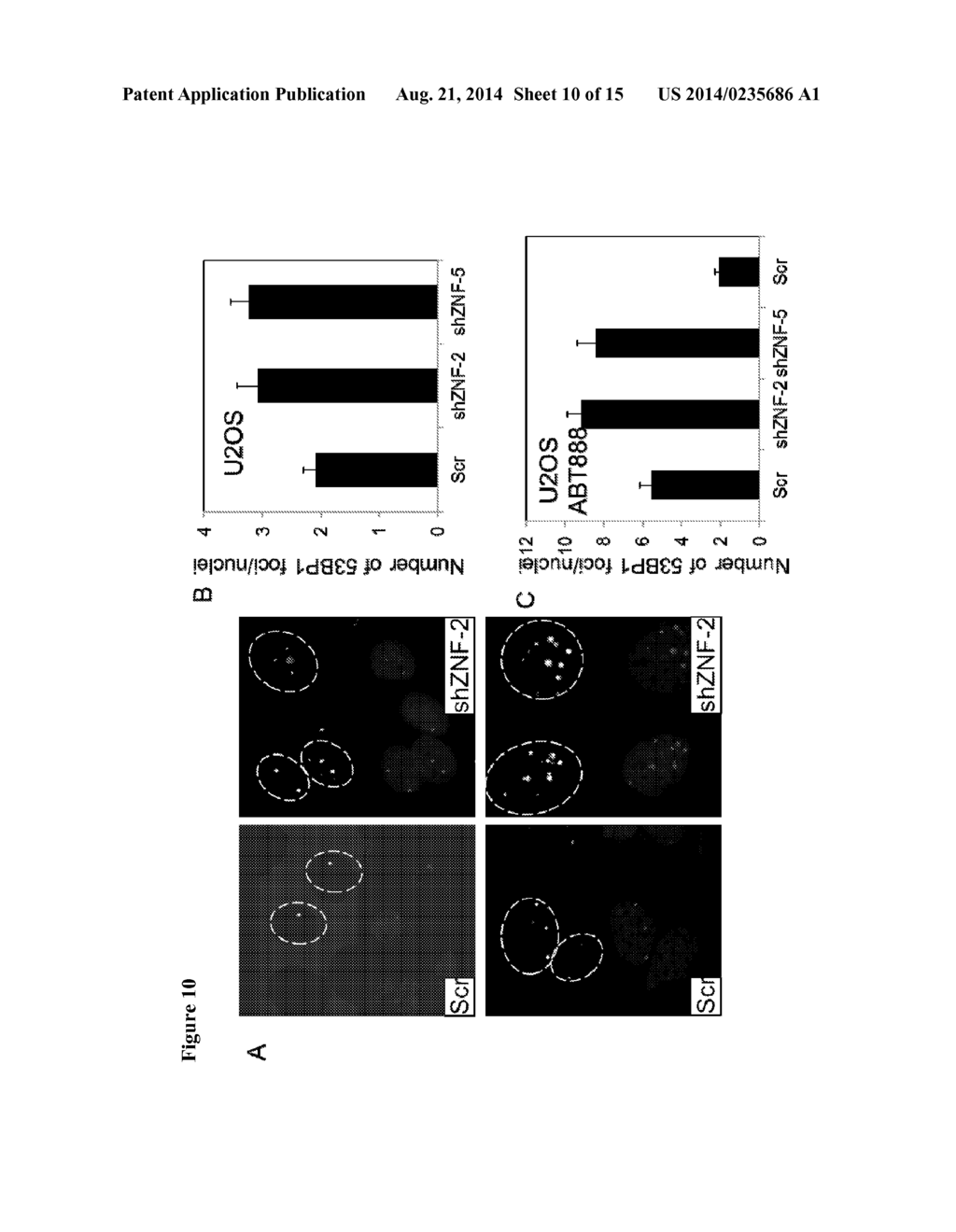 ZNF365/ZFP365 Biomarker Predictive of Anti-Cancer Response - diagram, schematic, and image 11