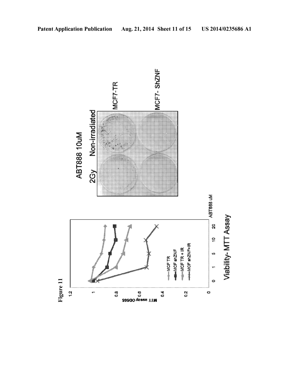 ZNF365/ZFP365 Biomarker Predictive of Anti-Cancer Response - diagram, schematic, and image 12