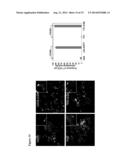 ZNF365/ZFP365 Biomarker Predictive of Anti-Cancer Response diagram and image