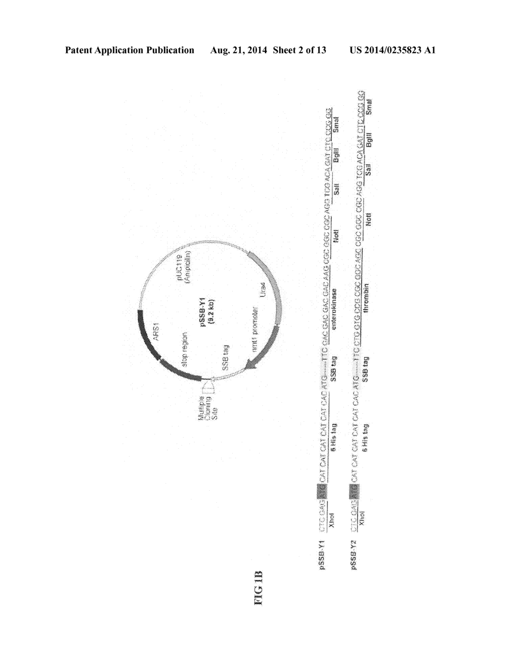 FUSION PROTEIN CONTAINING A SINGLE-STRANDED DNA BINDING PROTEIN AND     METHODS FOR EXPRESSION AND PURIFICATION OF THE SAME - diagram, schematic, and image 03