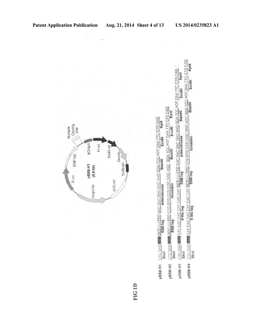 FUSION PROTEIN CONTAINING A SINGLE-STRANDED DNA BINDING PROTEIN AND     METHODS FOR EXPRESSION AND PURIFICATION OF THE SAME - diagram, schematic, and image 05