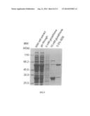 FUSION PROTEIN CONTAINING A SINGLE-STRANDED DNA BINDING PROTEIN AND     METHODS FOR EXPRESSION AND PURIFICATION OF THE SAME diagram and image