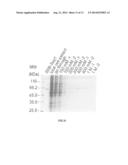 FUSION PROTEIN CONTAINING A SINGLE-STRANDED DNA BINDING PROTEIN AND     METHODS FOR EXPRESSION AND PURIFICATION OF THE SAME diagram and image