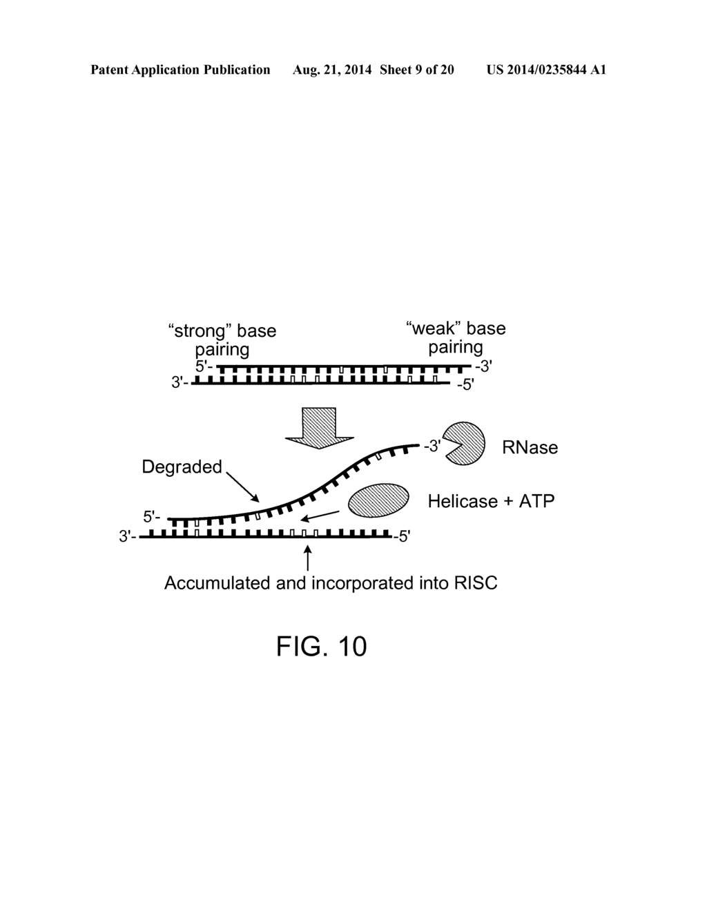 Short Interfering RNA (siRNA) Analogues - diagram, schematic, and image 10