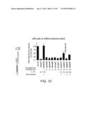 Short Interfering RNA (siRNA) Analogues diagram and image