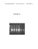 METHODS, COMPOSITIONS, AND KITS FOR GENERATING rRNA-DEPLETED SAMPLES OR     ISOLATING rRNA FROM SAMPLES diagram and image