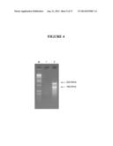 METHODS, COMPOSITIONS, AND KITS FOR GENERATING rRNA-DEPLETED SAMPLES OR     ISOLATING rRNA FROM SAMPLES diagram and image