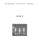 METHODS, COMPOSITIONS, AND KITS FOR GENERATING rRNA-DEPLETED SAMPLES OR     ISOLATING rRNA FROM SAMPLES diagram and image