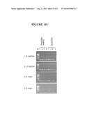 METHODS, COMPOSITIONS, AND KITS FOR GENERATING rRNA-DEPLETED SAMPLES OR     ISOLATING rRNA FROM SAMPLES diagram and image