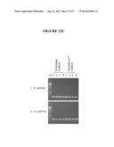 METHODS, COMPOSITIONS, AND KITS FOR GENERATING rRNA-DEPLETED SAMPLES OR     ISOLATING rRNA FROM SAMPLES diagram and image