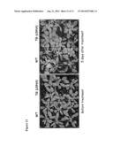 METHODS AND COMPOSITIONS FOR TRANSGENIC PLANTS WITH ENHANCED RESISTANCE TO     BIOTIC AND ABIOTIC STRESS diagram and image