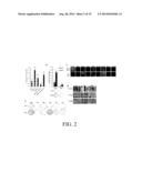 INHIBITION AND ENHANCEMENT OF REPROGRAMMING BY CHROMATIN MODIFYING ENZYMES diagram and image