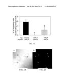 MATERIALS AND METHODS FOR MODULATING ACTIVITY OF BONE MARROW DERIVED CELLS diagram and image