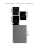 MATERIALS AND METHODS FOR MODULATING ACTIVITY OF BONE MARROW DERIVED CELLS diagram and image